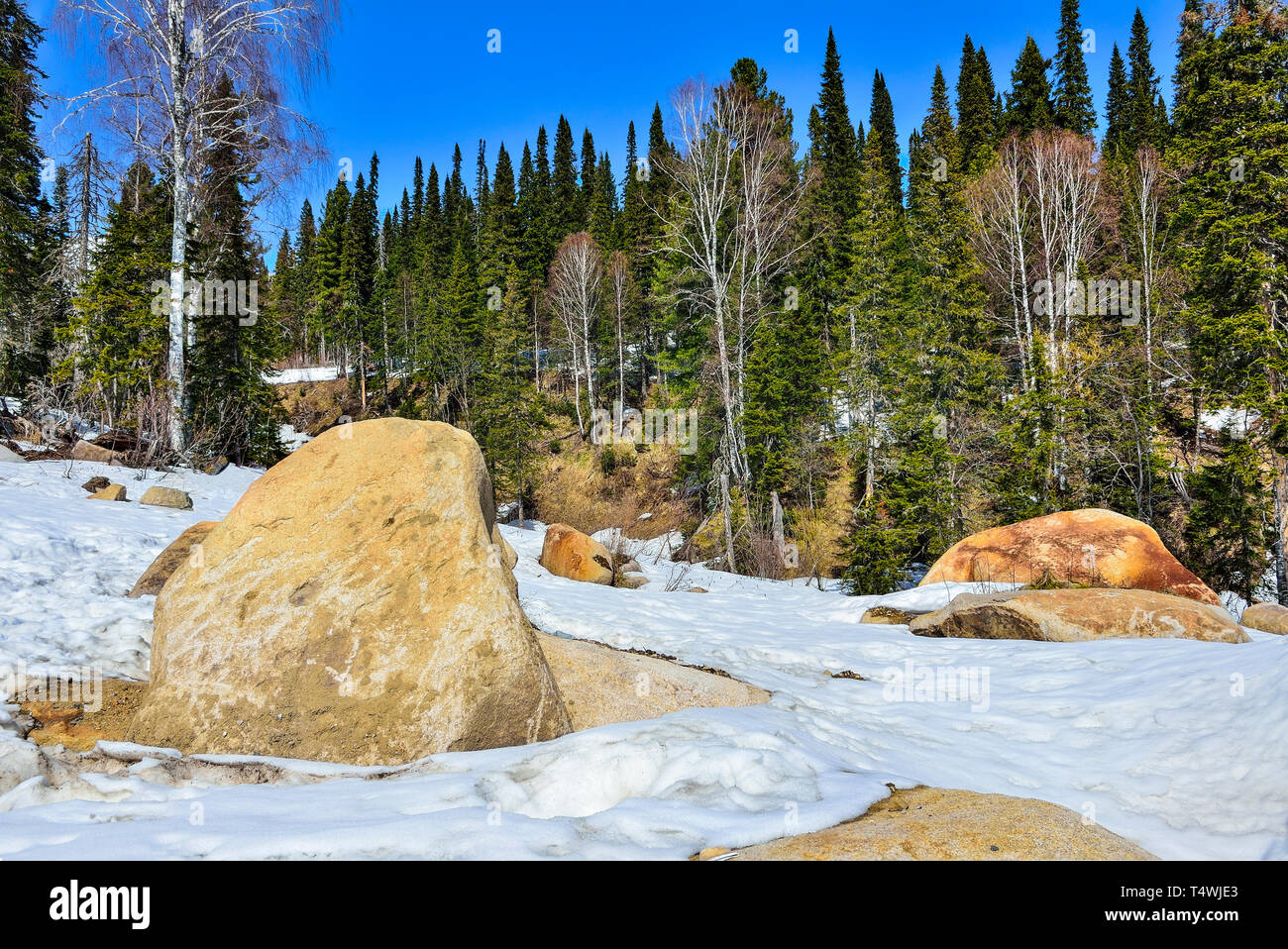 Au début du printemps dans les forêts de conifères de montagne. La pente de la montagne est couverte d'énormes rochers et la neige fondante. Chaude journée ensoleillée, des forêts d'un vert vif et cle Banque D'Images
