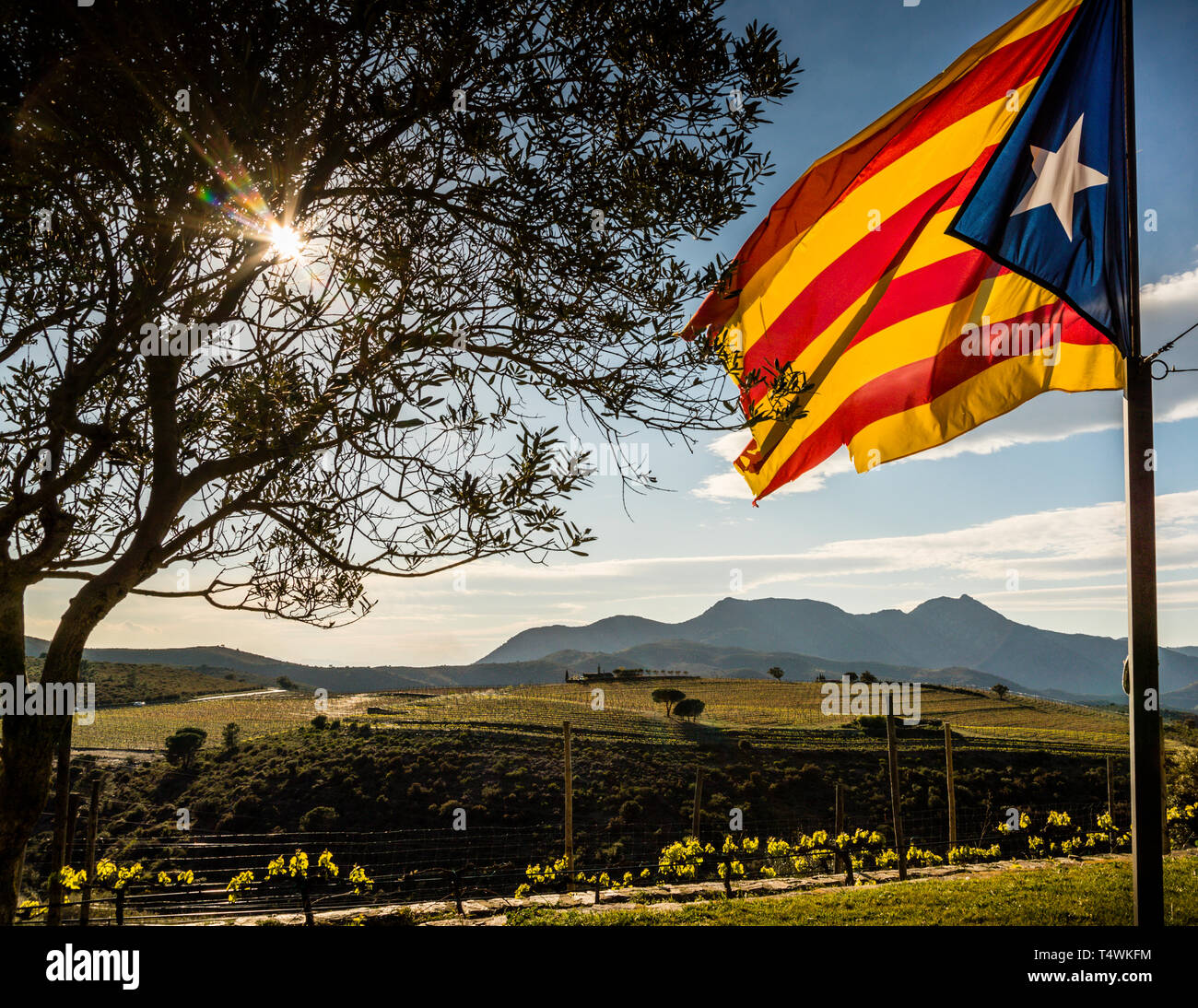 Le drapeau indépendantiste catalan, l'Estelada, flotte au-dessus des vignes de la cave Martín Faixó près de Roses, en Espagne – l'une des trois caves du réserve naturelle de Cap de Creus. Cette cave de 13 hectares gérée biologiquement presse ses raisins sans pression mécanique, utilisant uniquement leur propre poids, et fait mûrir un vin doux élaboré à partir de raisins Grenache à l'extérieur dans des ballons en verre pendant trois ans ; d'autres vins sont vieillis dans des fûts de chêne français. Banque D'Images