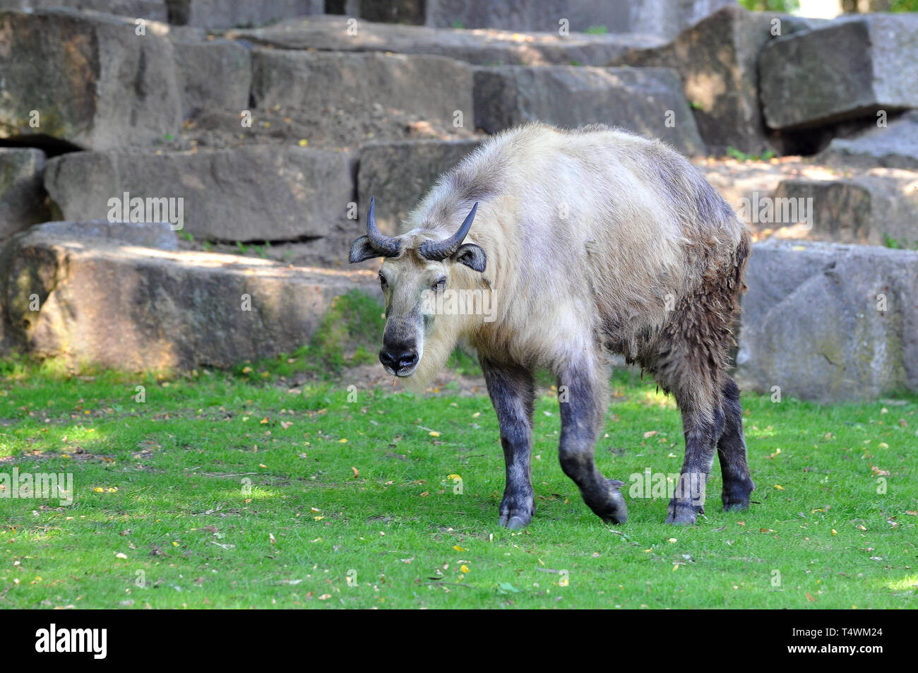 Sichuan takin ou tibétain takin, Takine, Budorcas taxicolor tibetana, szecsuani takin Banque D'Images