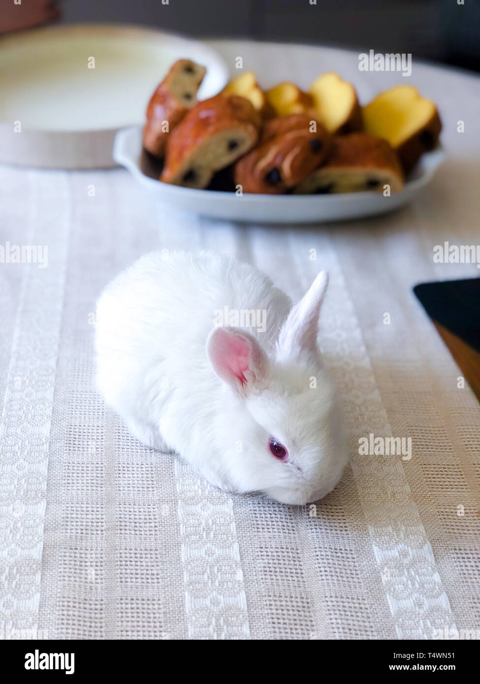 Vue de dessus du lapin de Pâques blanc sur la table. Mignon petit lapin blanc sur le tapis de table Banque D'Images