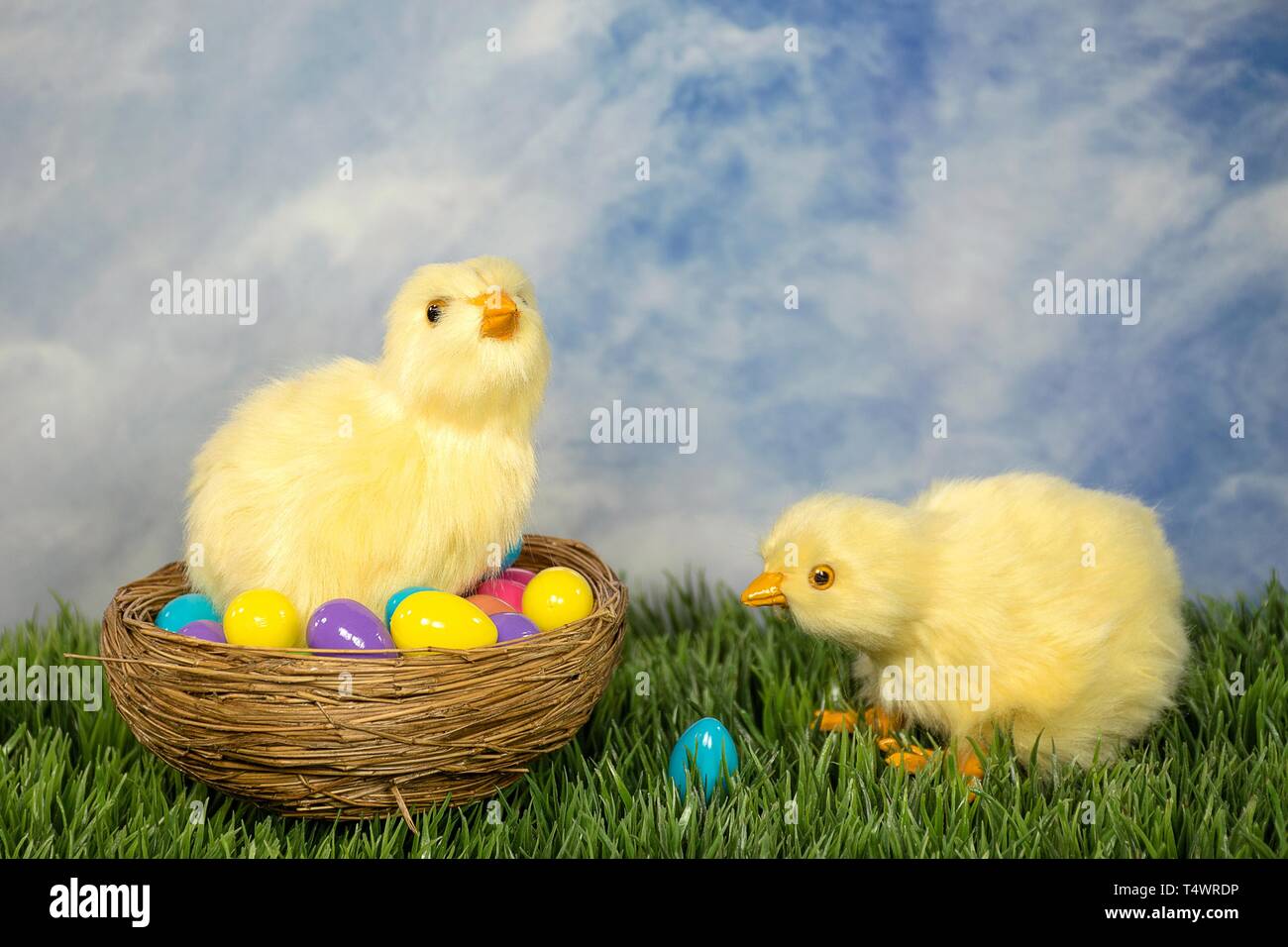 Paire de fluffy poussins au nid et l'herbe verte avec les oeufs de Pâques colorés Banque D'Images