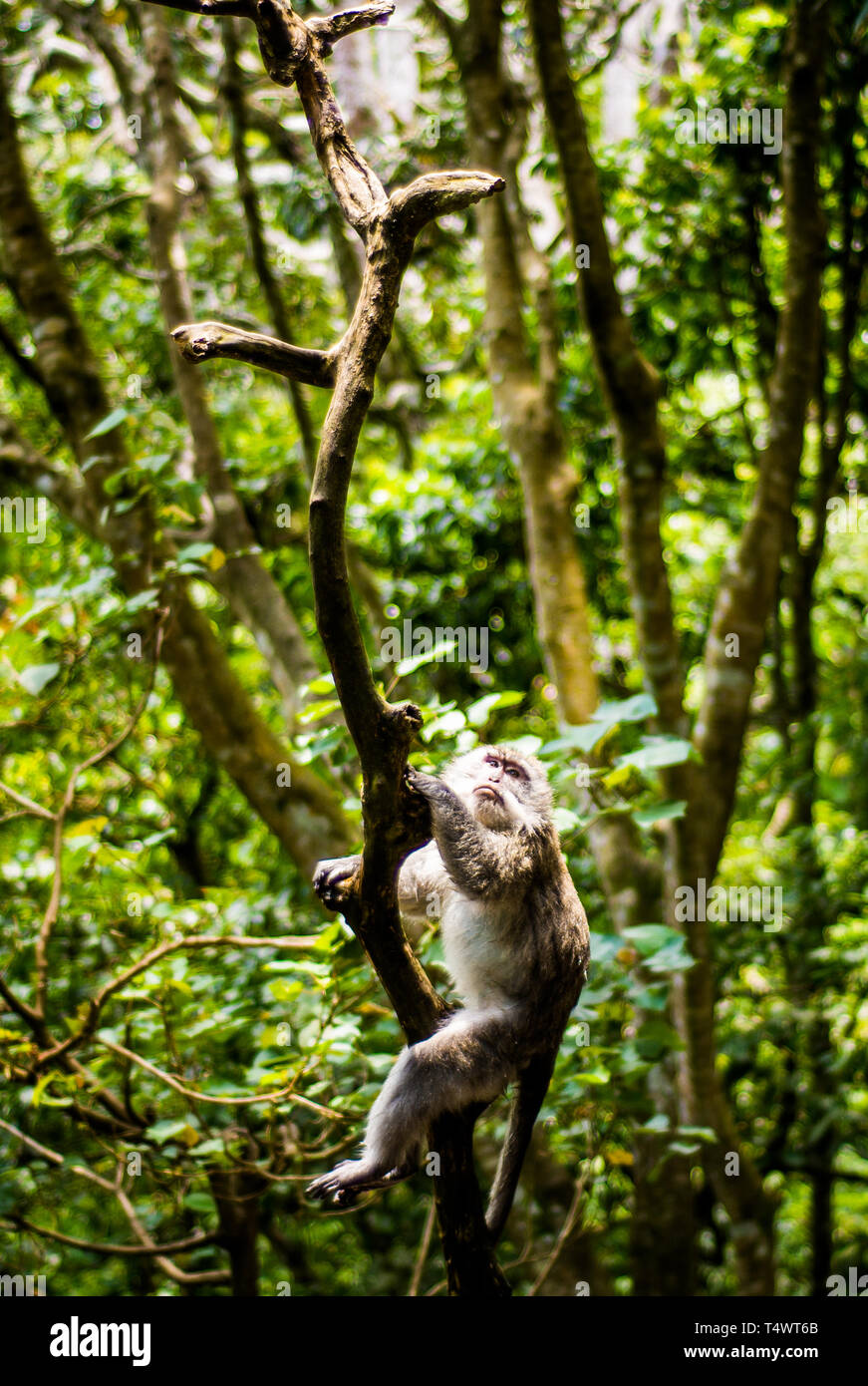 Singe à longue queue balinais Banque D'Images
