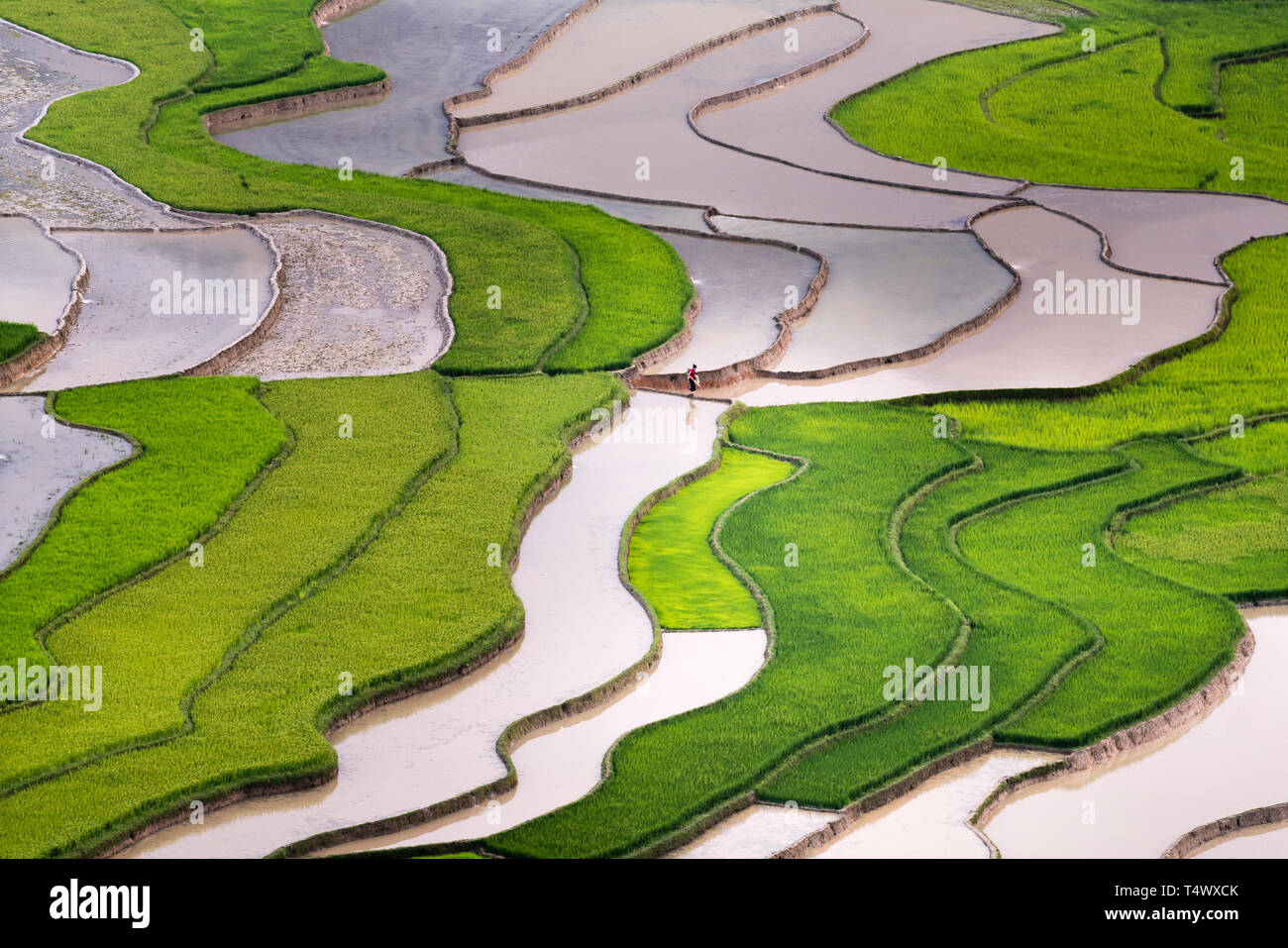 L'image est aussi beau que la peinture à l'huile de champ en terrasses. Des lignes courbes des terrasses de riz pendant la saison d'arrosage à la fois avant de sta Banque D'Images