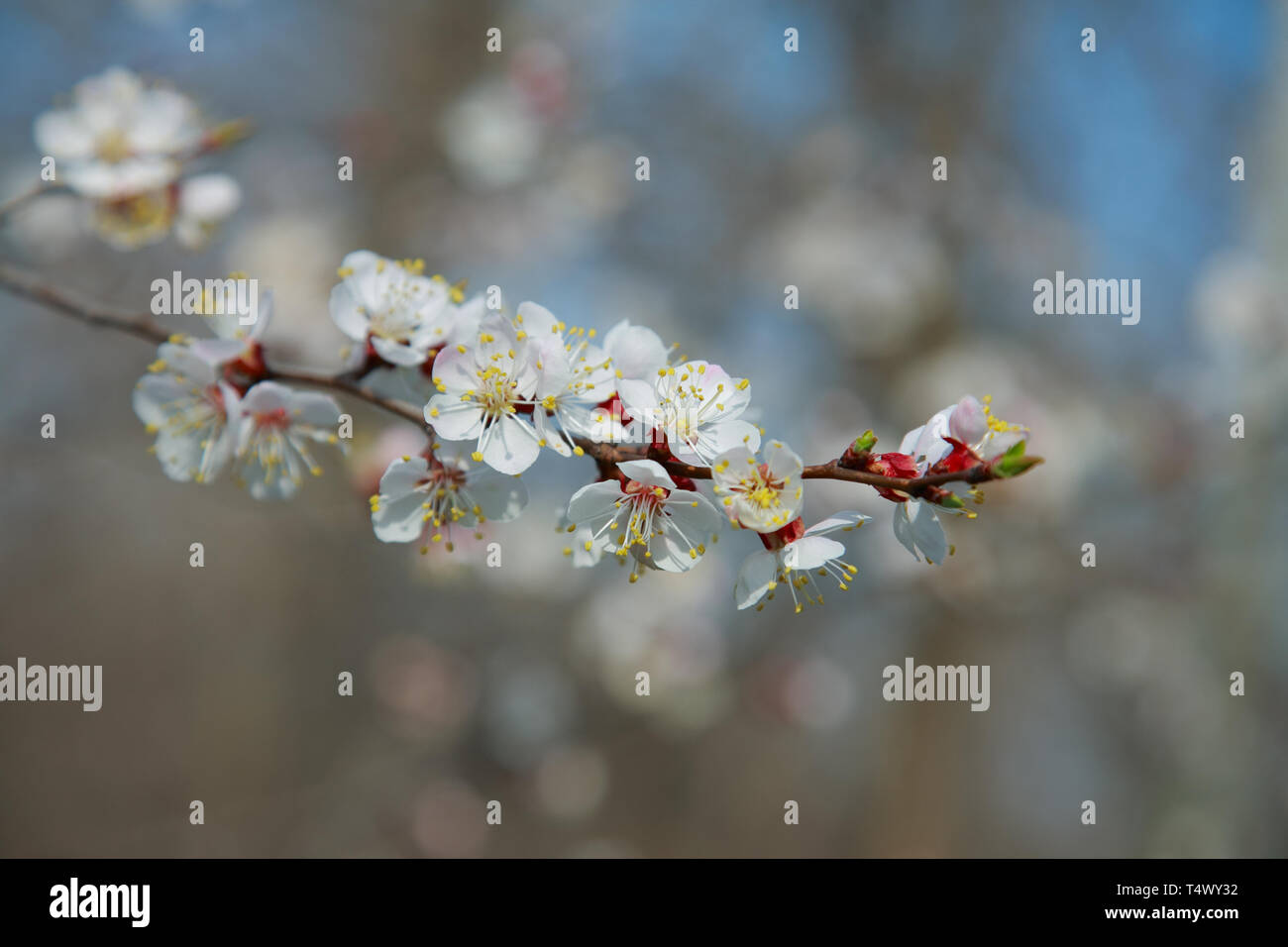 Branche de l'arbre à fleurs abricot, close-up Banque D'Images