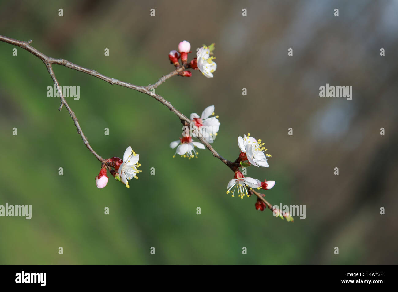 Branche de l'arbre à fleurs abricot, close-up Banque D'Images