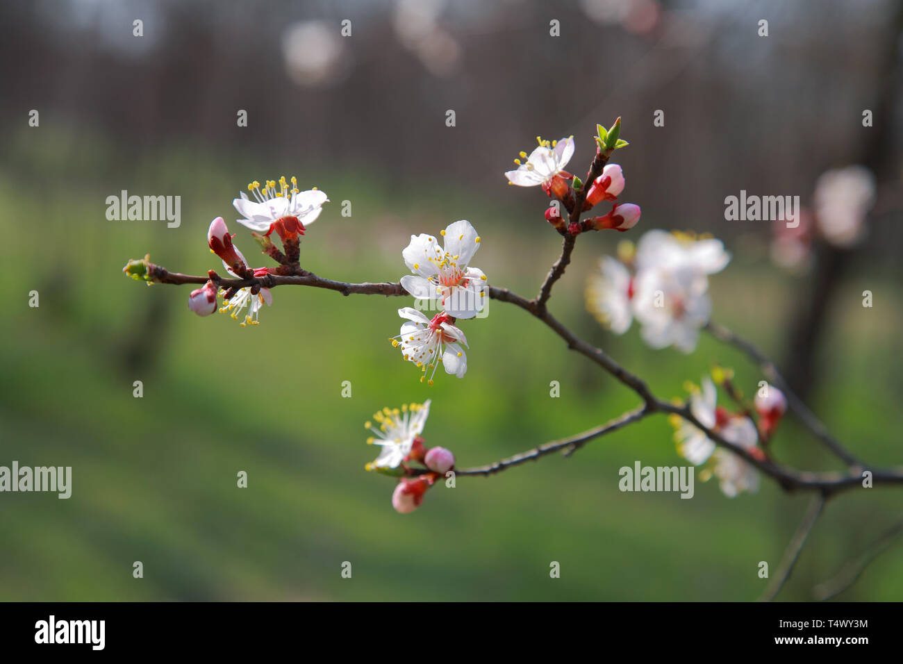 Branche de l'arbre à fleurs abricot, close-up Banque D'Images
