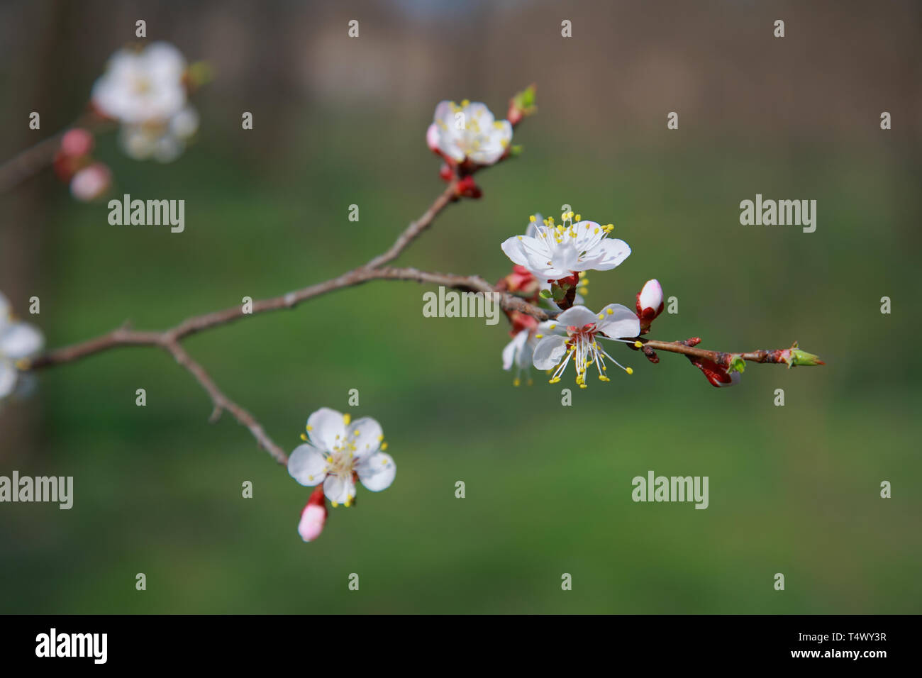Branche de l'arbre à fleurs abricot, close-up Banque D'Images