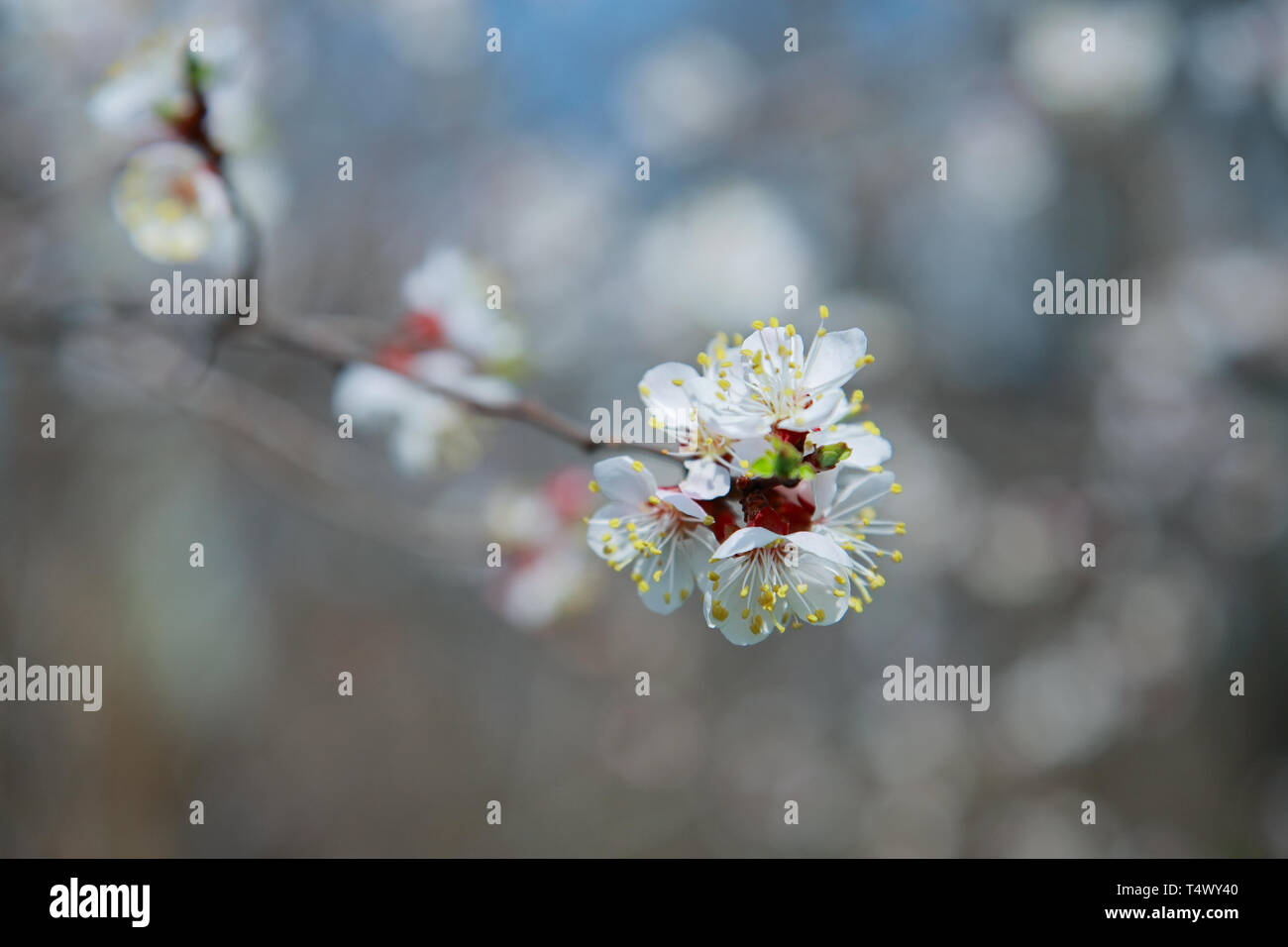 Branche de l'arbre à fleurs abricot, close-up Banque D'Images