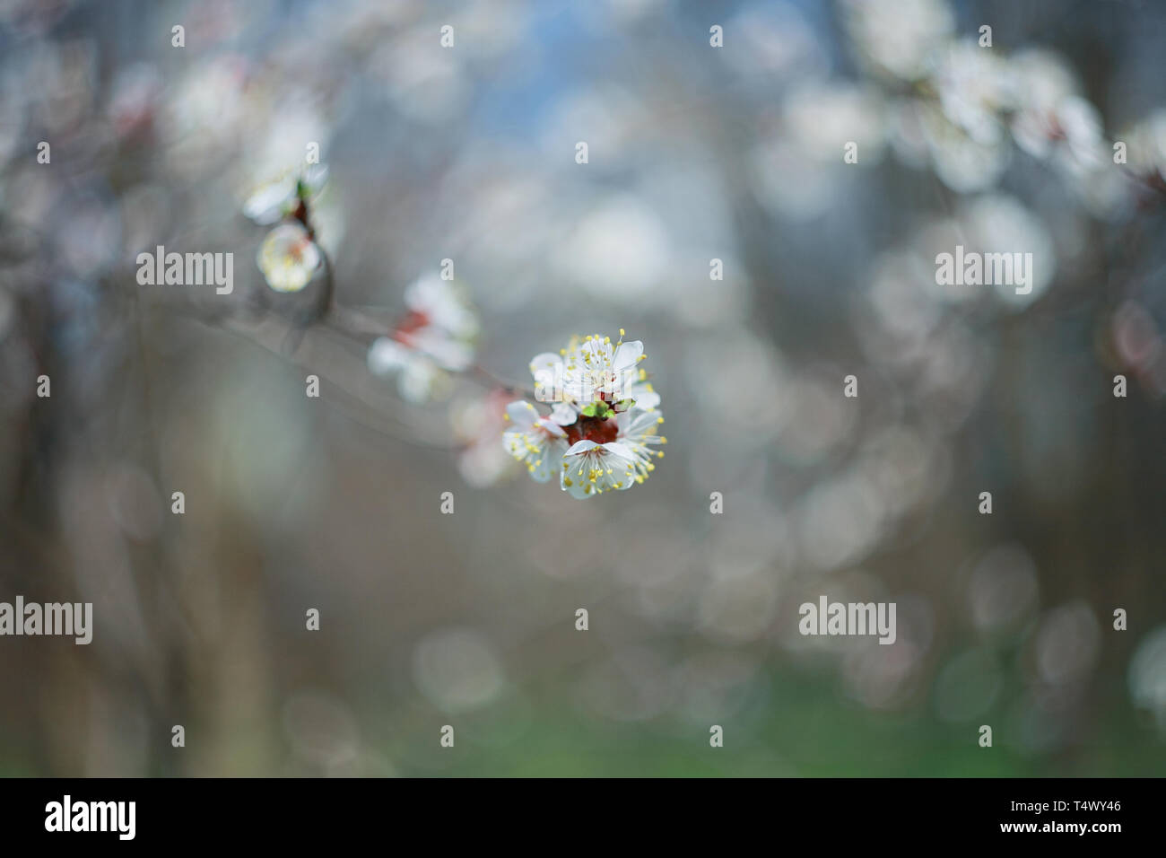 Branche de l'arbre à fleurs abricot, close-up Banque D'Images