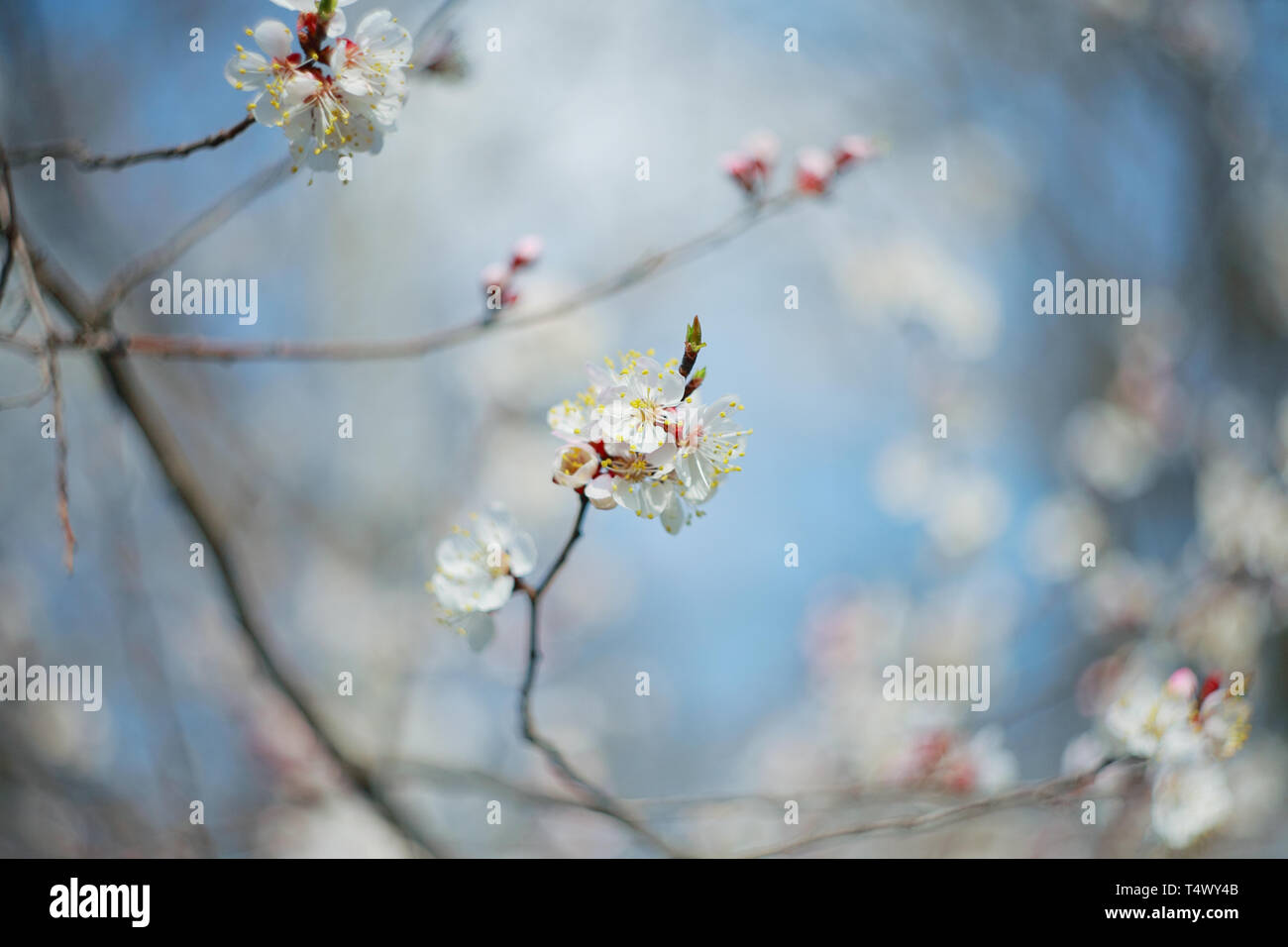 Branche de l'arbre à fleurs abricot, close-up Banque D'Images