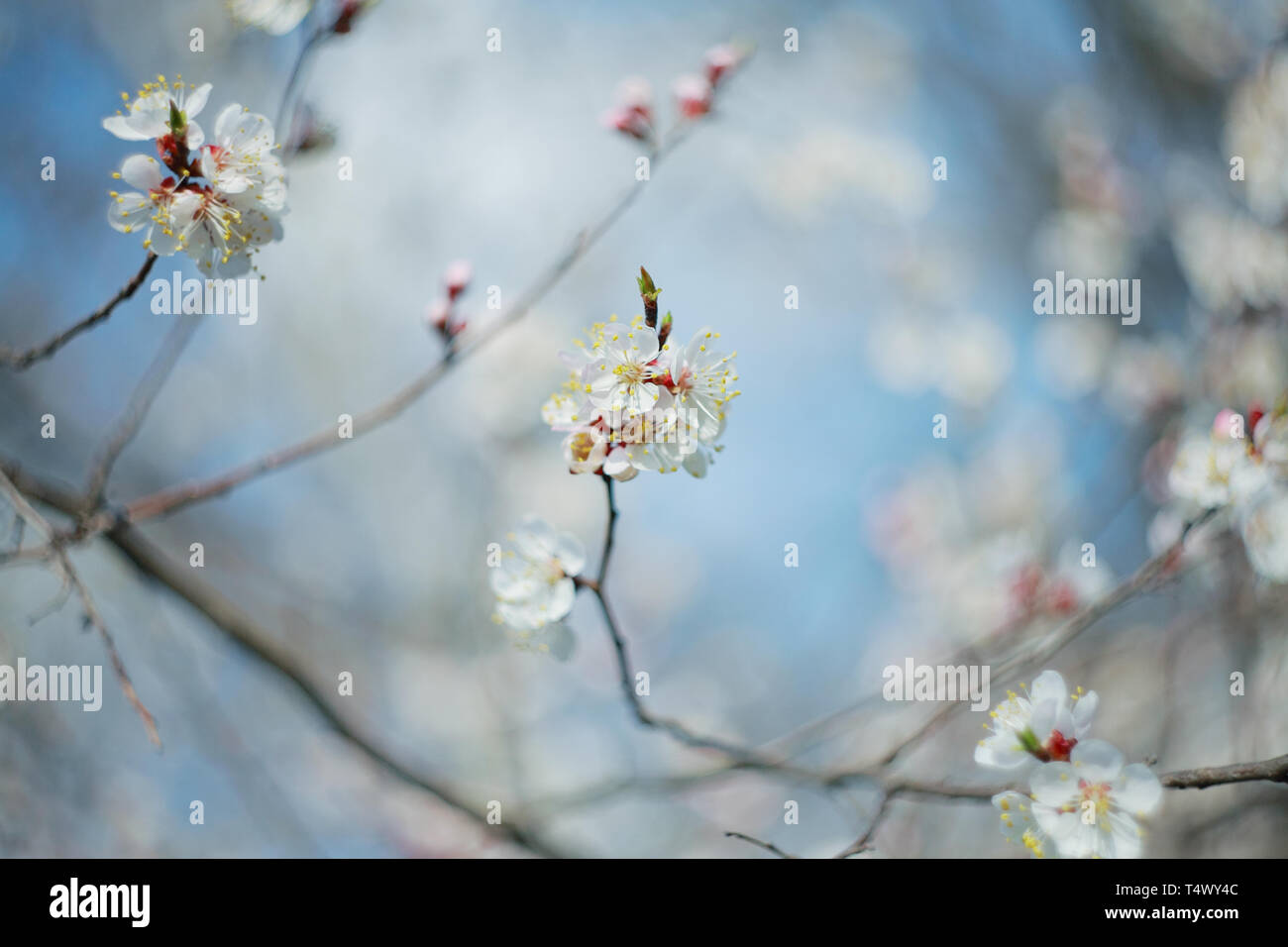 Branche de l'arbre à fleurs abricot, close-up Banque D'Images