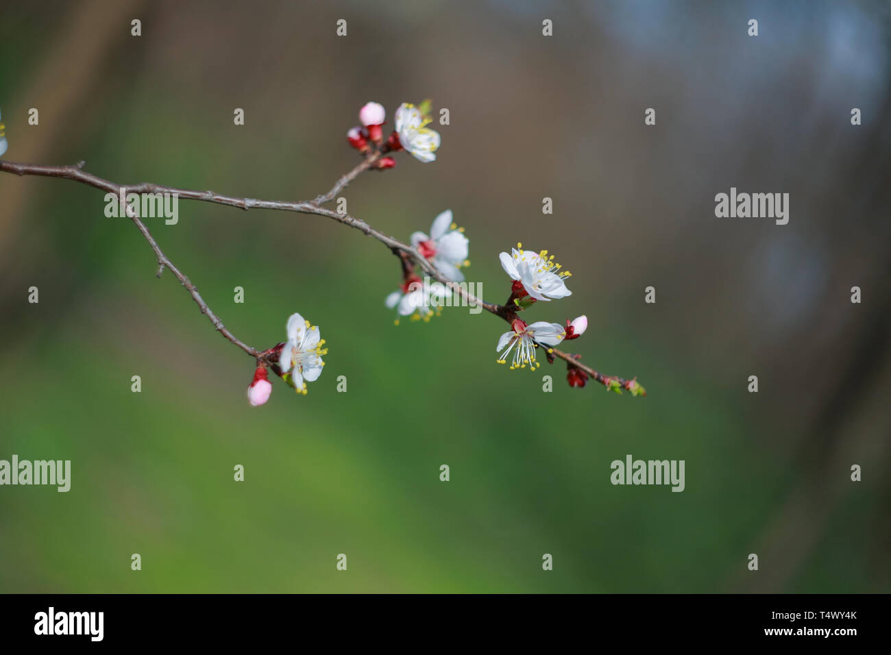 Branche de l'arbre à fleurs abricot, close-up Banque D'Images