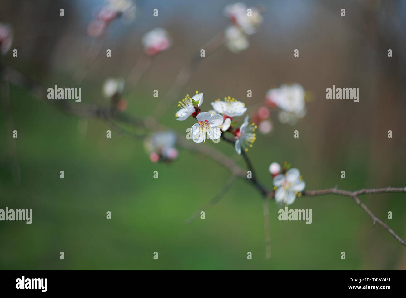 Branche de l'arbre à fleurs abricot, close-up Banque D'Images