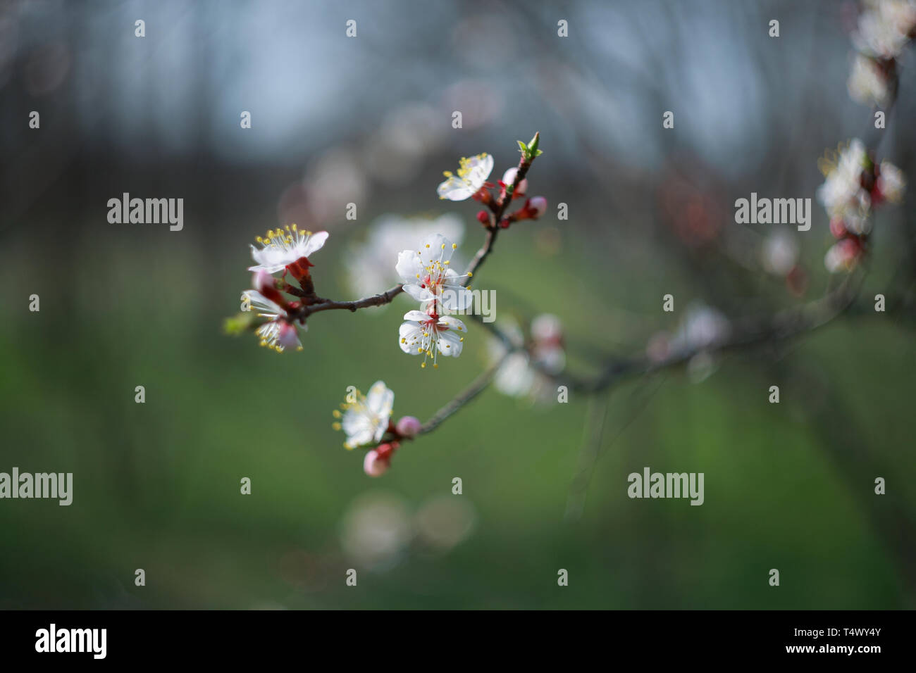 Branche de l'arbre à fleurs abricot, close-up Banque D'Images