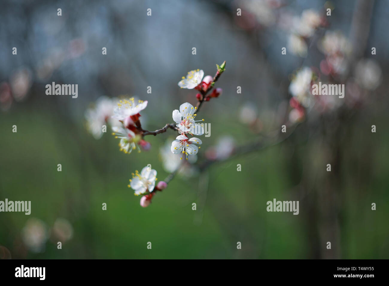 Branche de l'arbre à fleurs abricot, close-up Banque D'Images