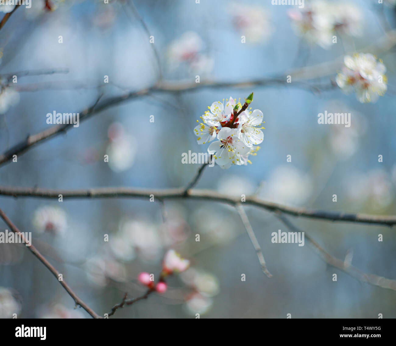Branche de l'arbre à fleurs abricot, close-up Banque D'Images