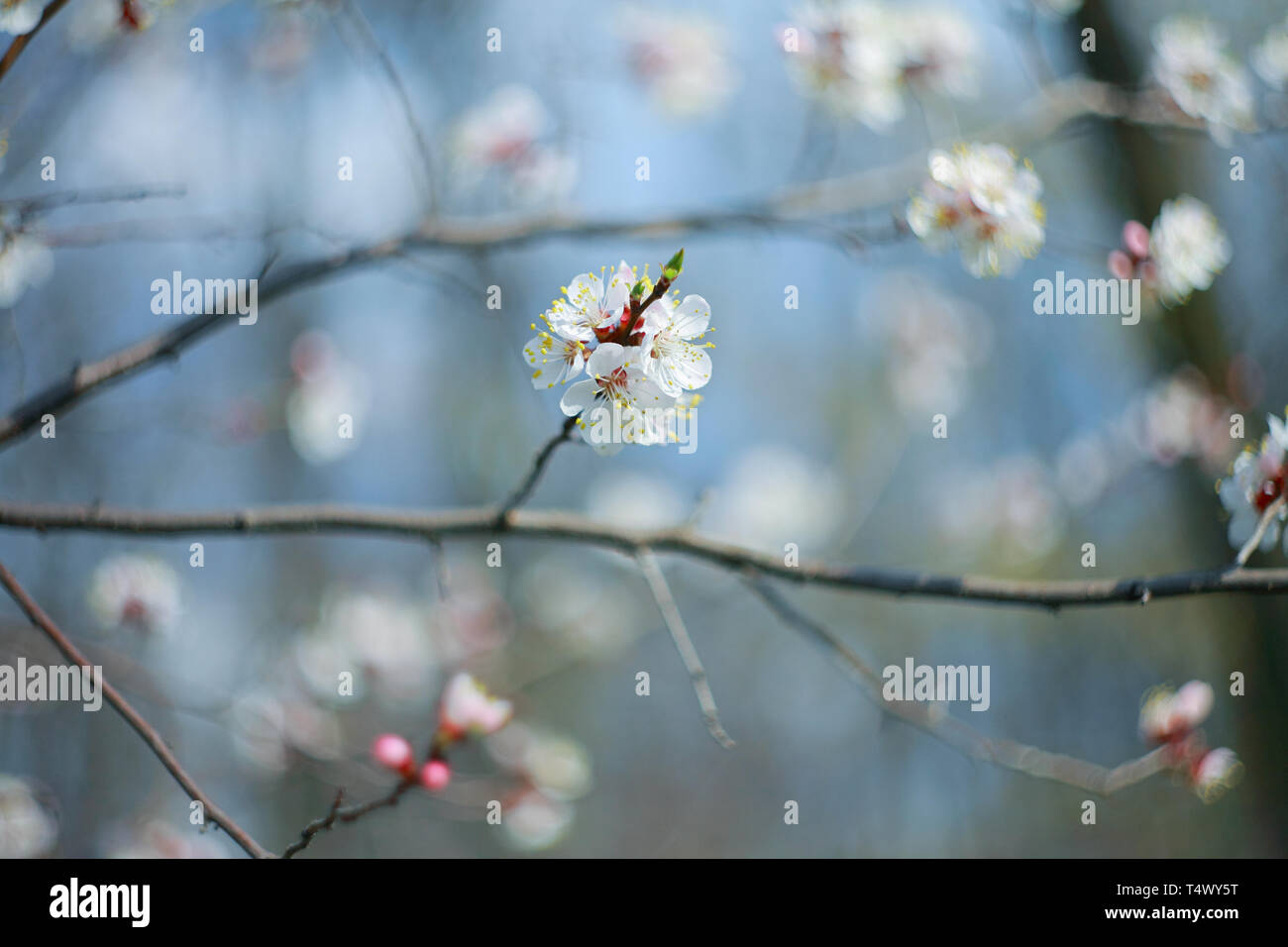 Branche de l'arbre à fleurs abricot, close-up Banque D'Images