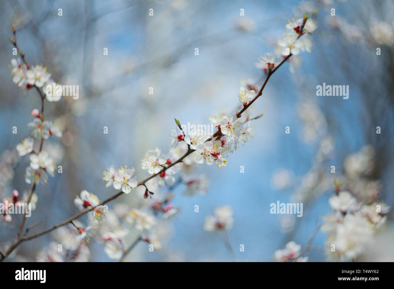 Branche de l'arbre à fleurs abricot, close-up Banque D'Images