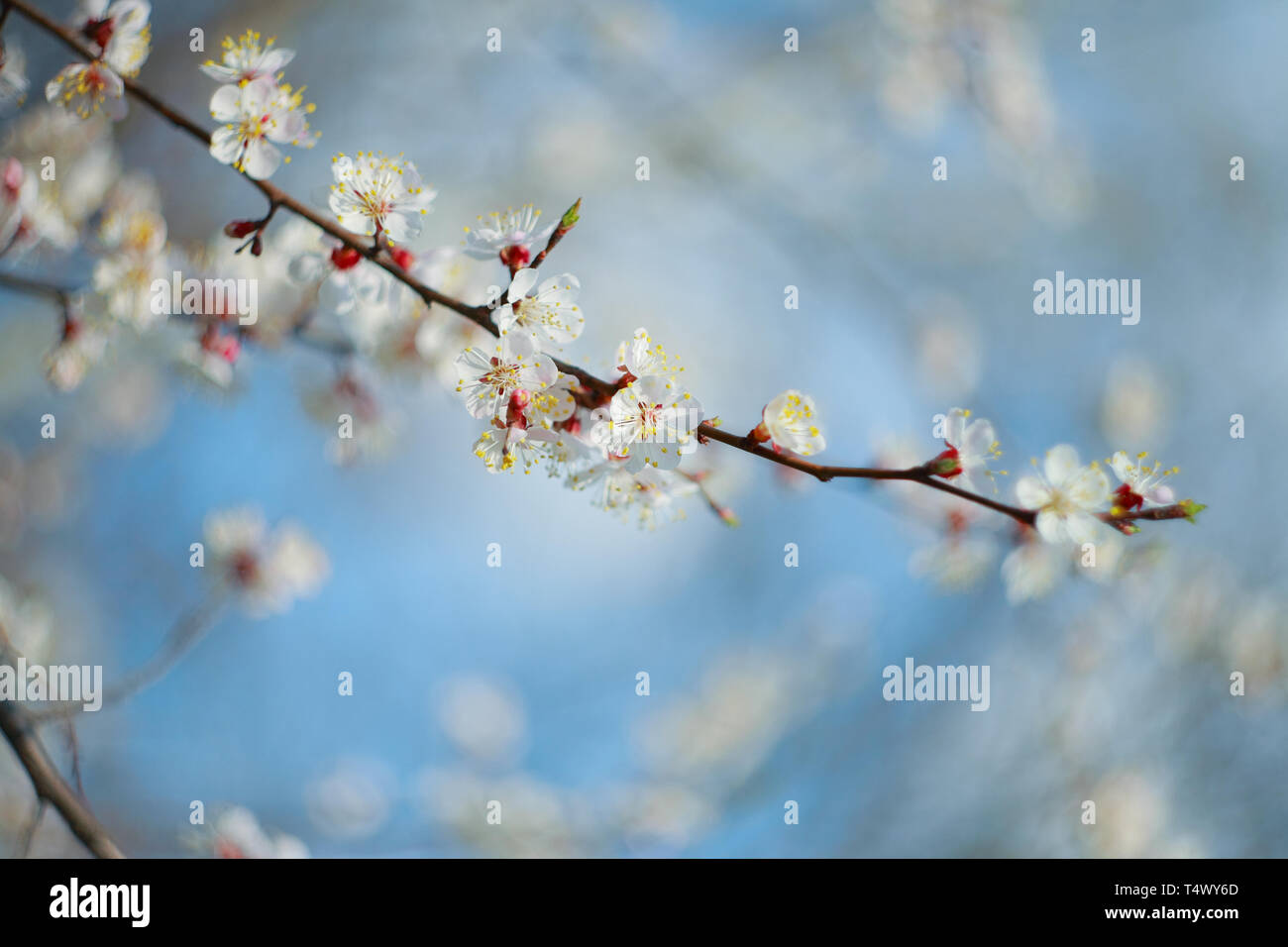 Branche de l'arbre à fleurs abricot, close-up Banque D'Images
