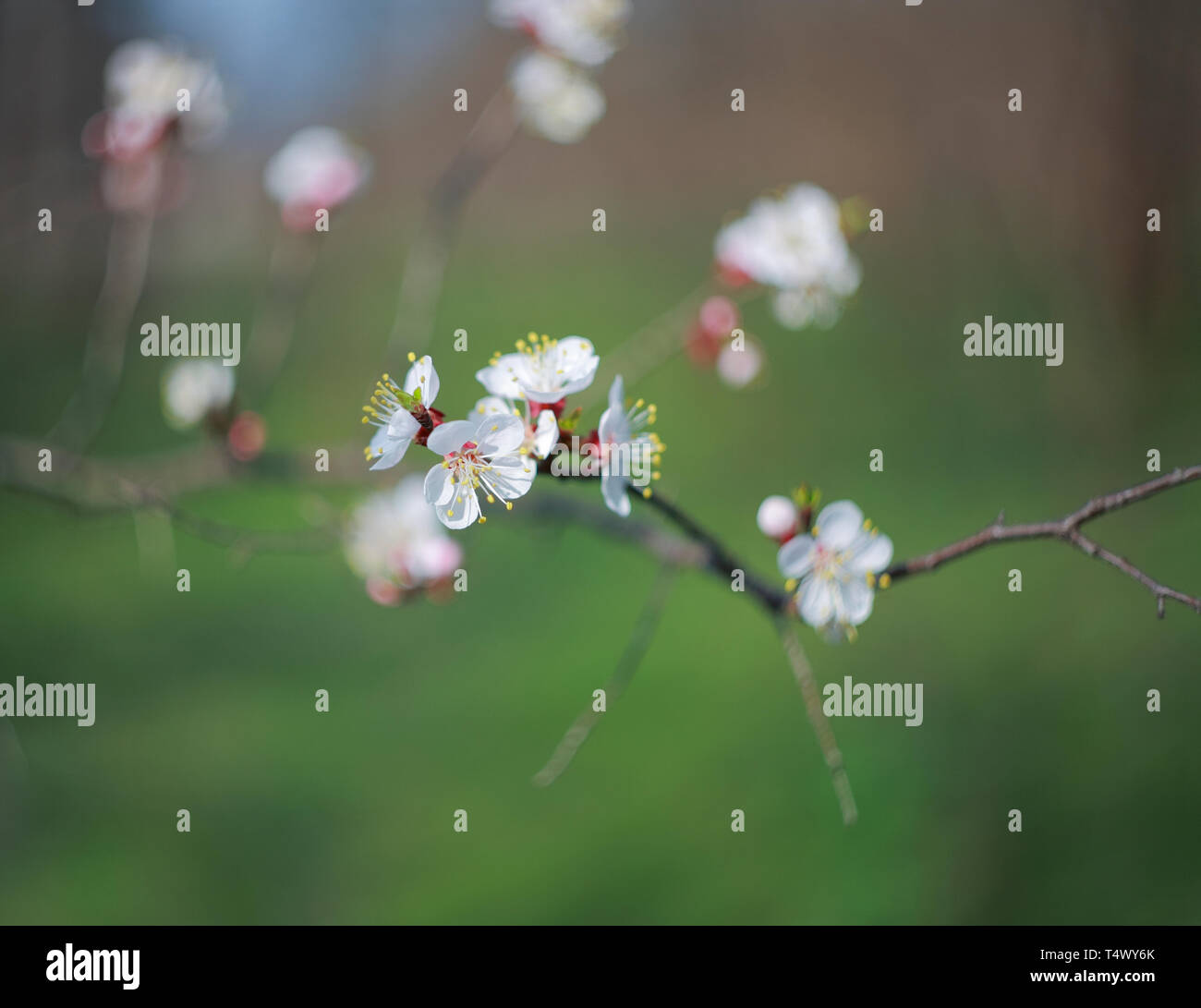 Branche de l'arbre à fleurs abricot, close-up Banque D'Images