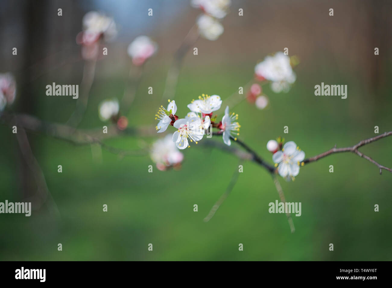 Branche de l'arbre à fleurs abricot, close-up Banque D'Images