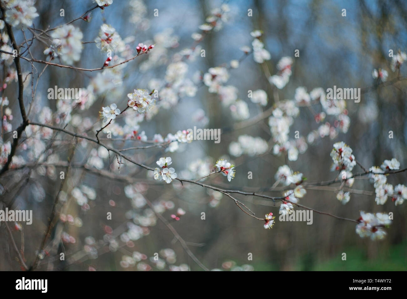 Branche de l'arbre à fleurs abricot, close-up Banque D'Images
