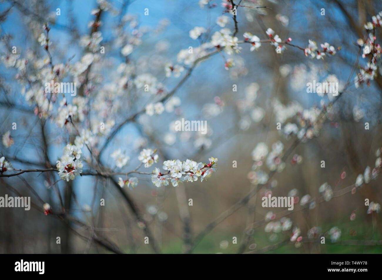 Branche de l'arbre à fleurs abricot, close-up Banque D'Images