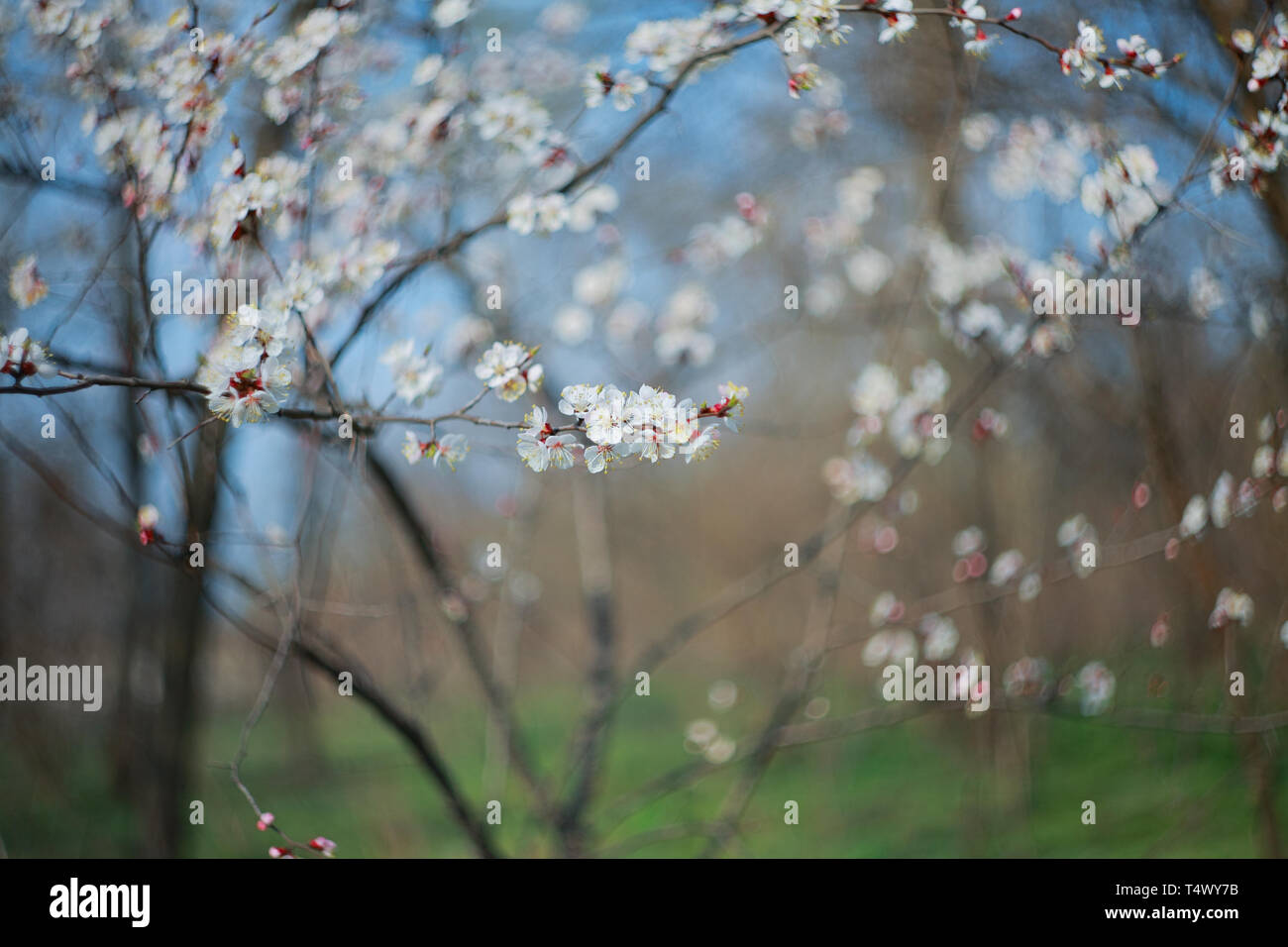 Branche de l'arbre à fleurs abricot, close-up Banque D'Images