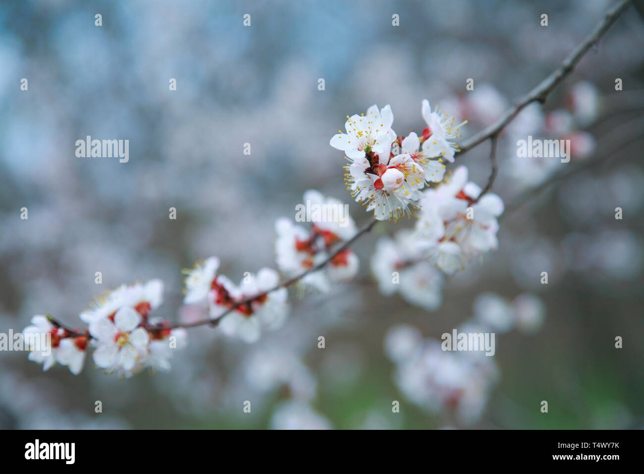 Branche de l'arbre à fleurs abricot, close-up Banque D'Images