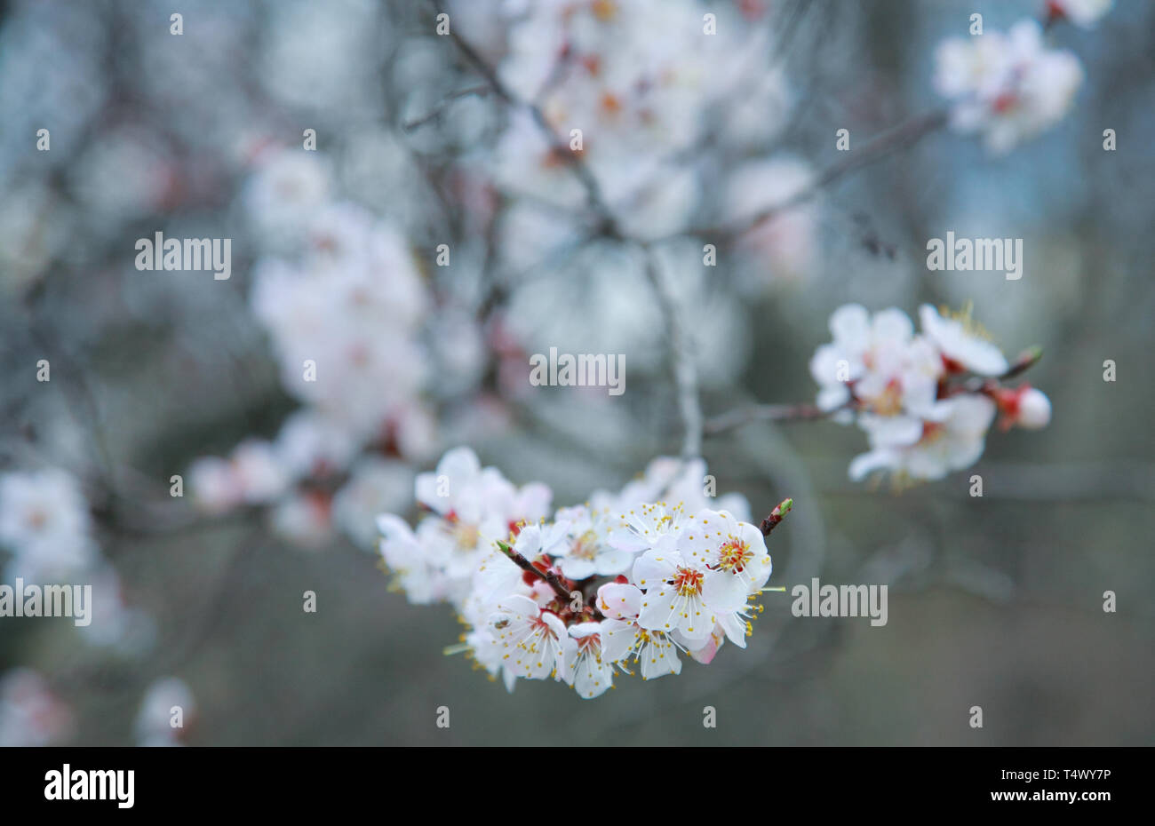 Branche de l'arbre à fleurs abricot, close-up Banque D'Images