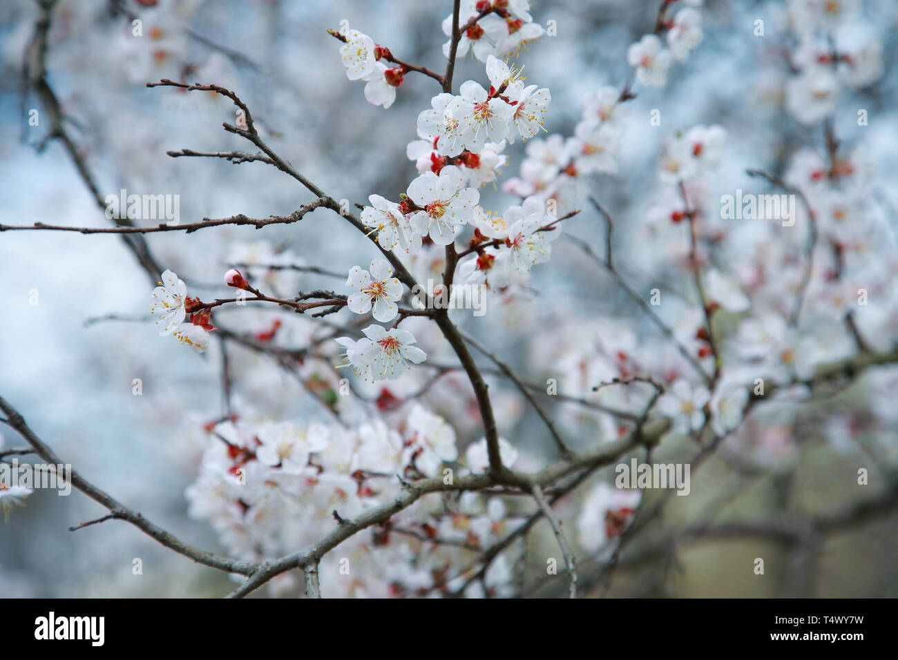 Branche de l'arbre à fleurs abricot, close-up Banque D'Images