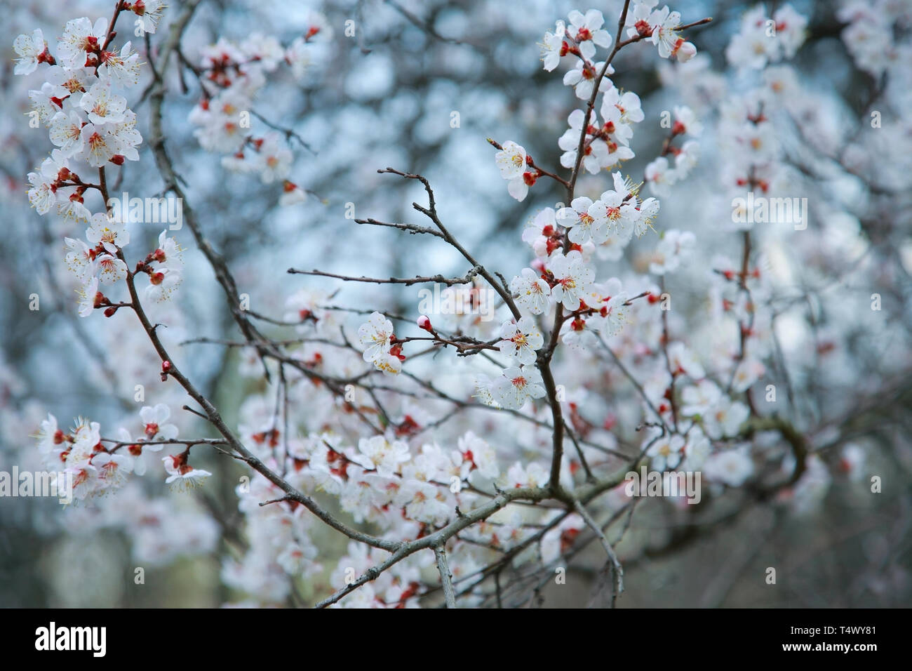 Branche de l'arbre à fleurs abricot, close-up Banque D'Images