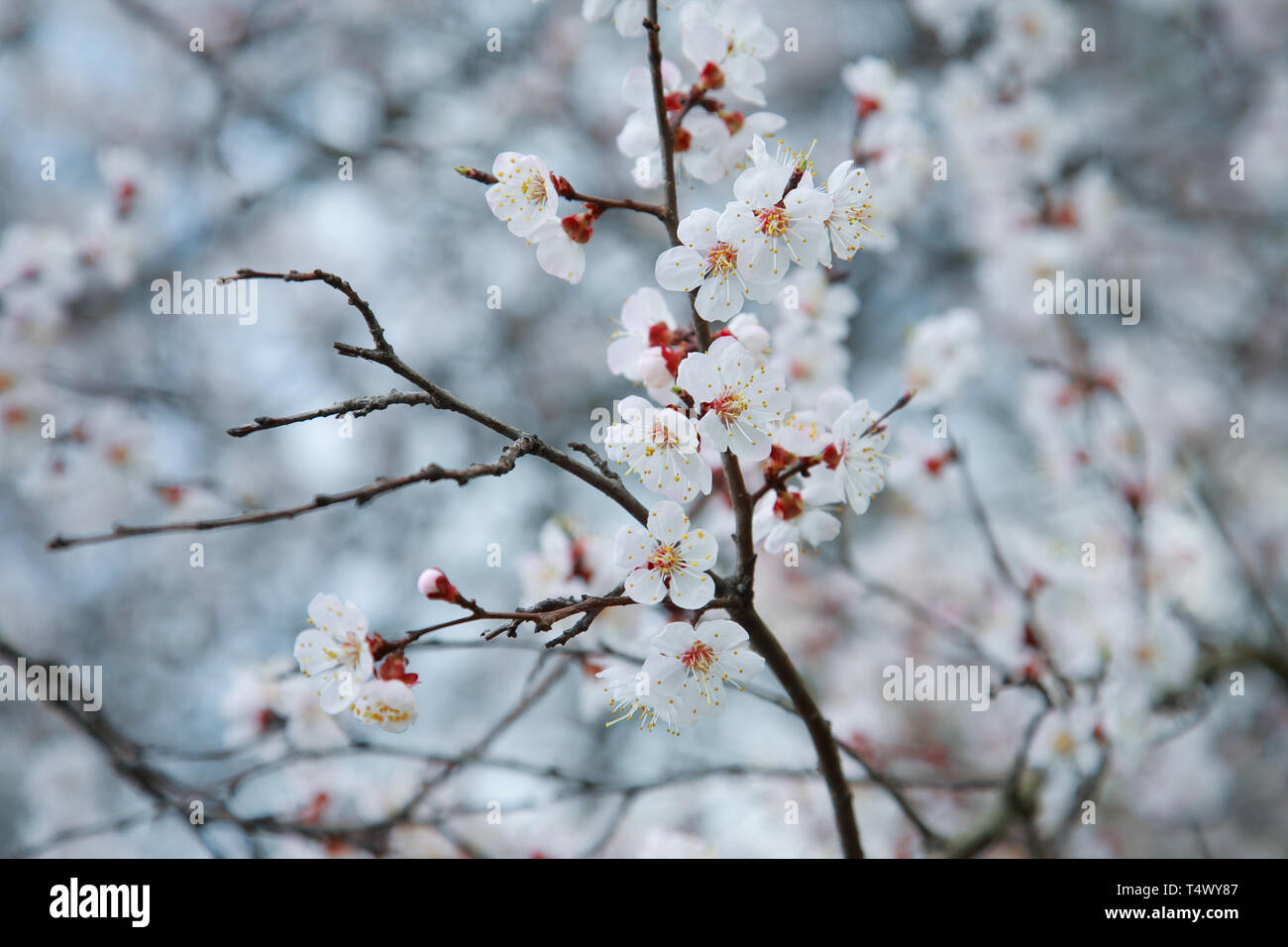 Branche de l'arbre à fleurs abricot, close-up Banque D'Images