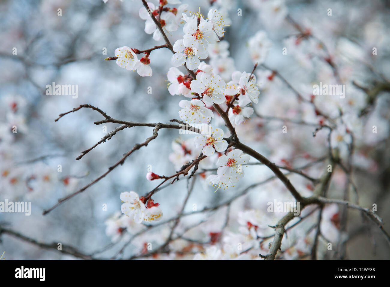 Branches de l'arbre à fleurs abricot, close-up Banque D'Images