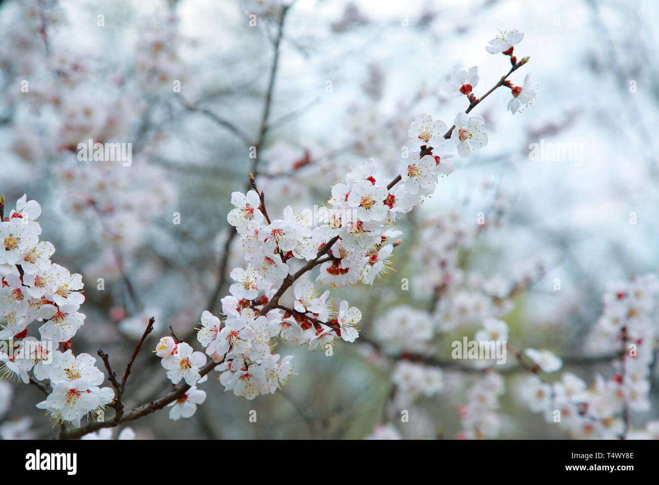 Branches de l'arbre à fleurs abricot, close-up Banque D'Images