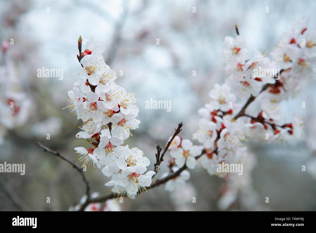 Branche de l'arbre à fleurs abricot, close-up Banque D'Images