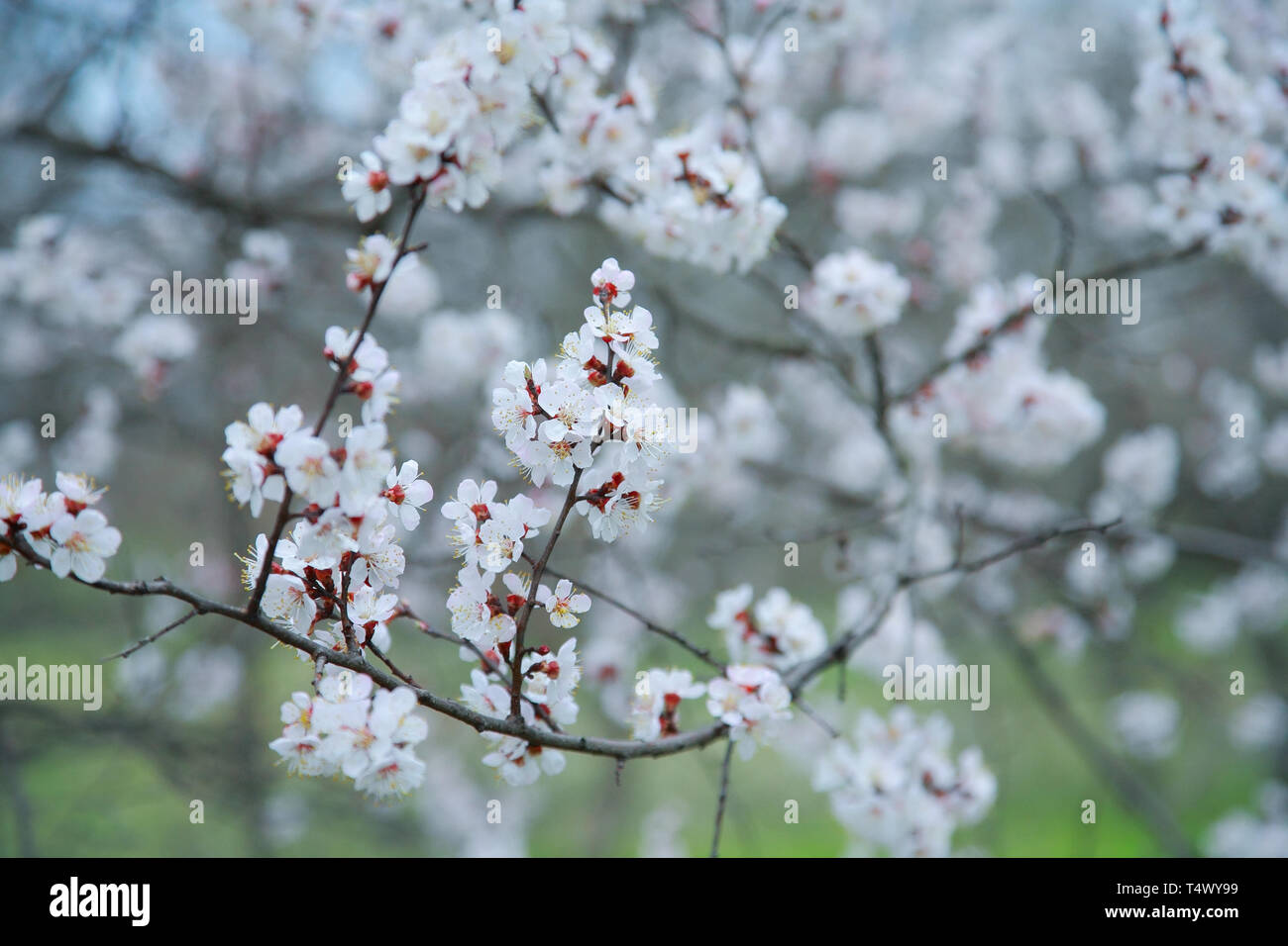 Branche de l'arbre à fleurs abricot, close-up Banque D'Images