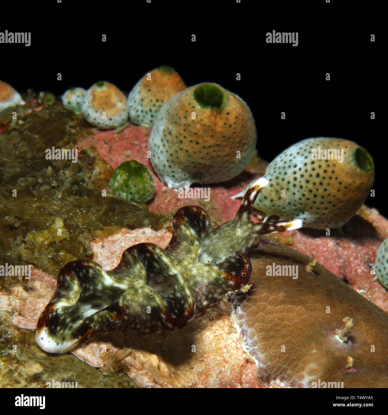 Nudibranche vert non identifié sur le récif. Anilao, Philippines Banque D'Images