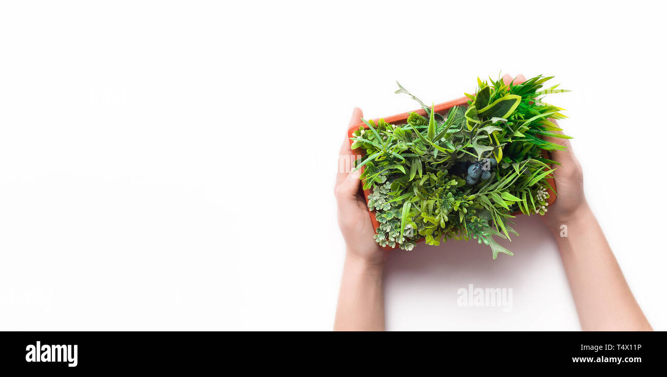 Woman holding plant evergreen en pot sur fond blanc Banque D'Images