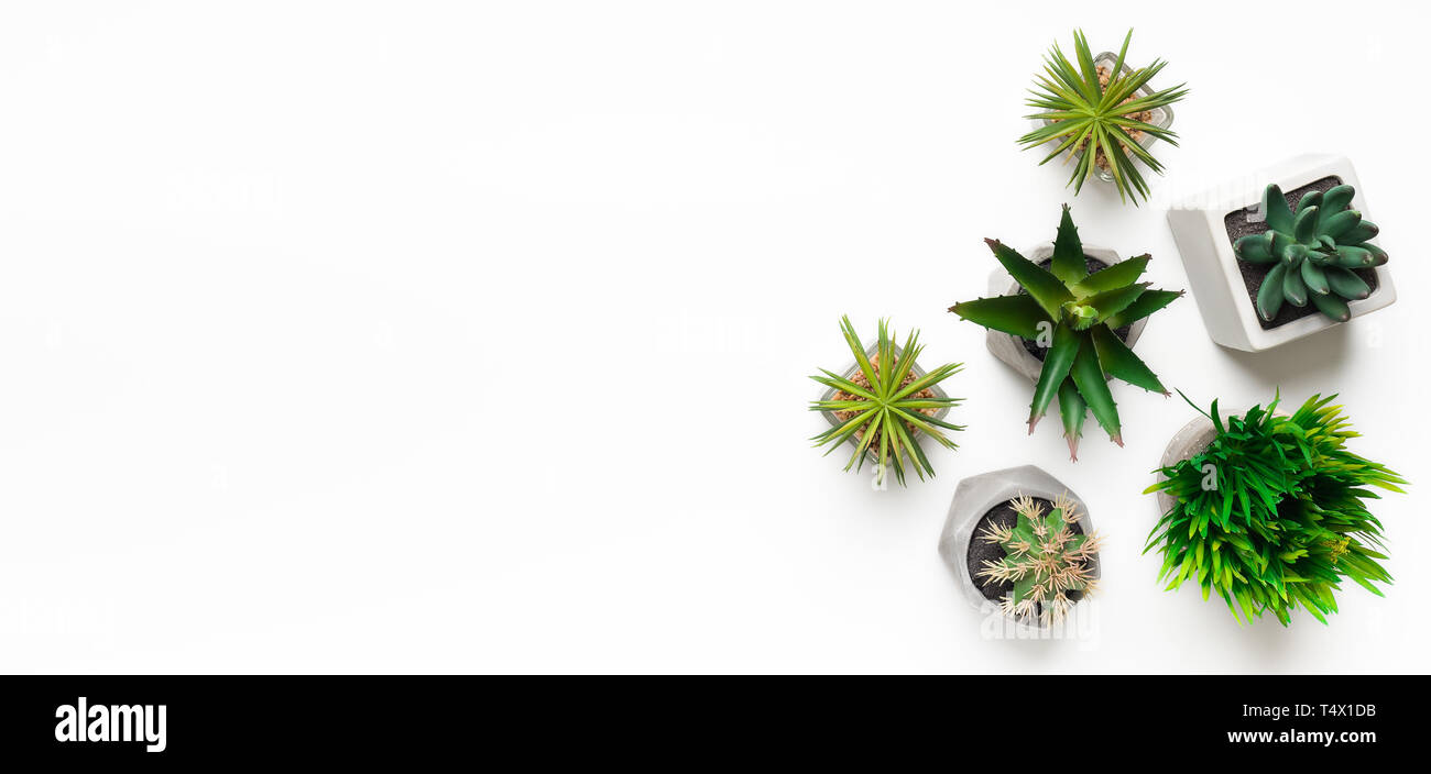 Mini plantes succulentes en pot isolé sur fond blanc Banque D'Images