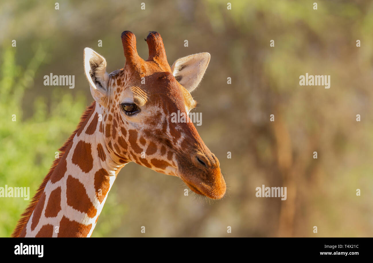 Les Girafes Giraffa camelopardalis reticulata réticulée de la réserve nationale de Samburu, Kenya Afrique de l'Est Banque D'Images
