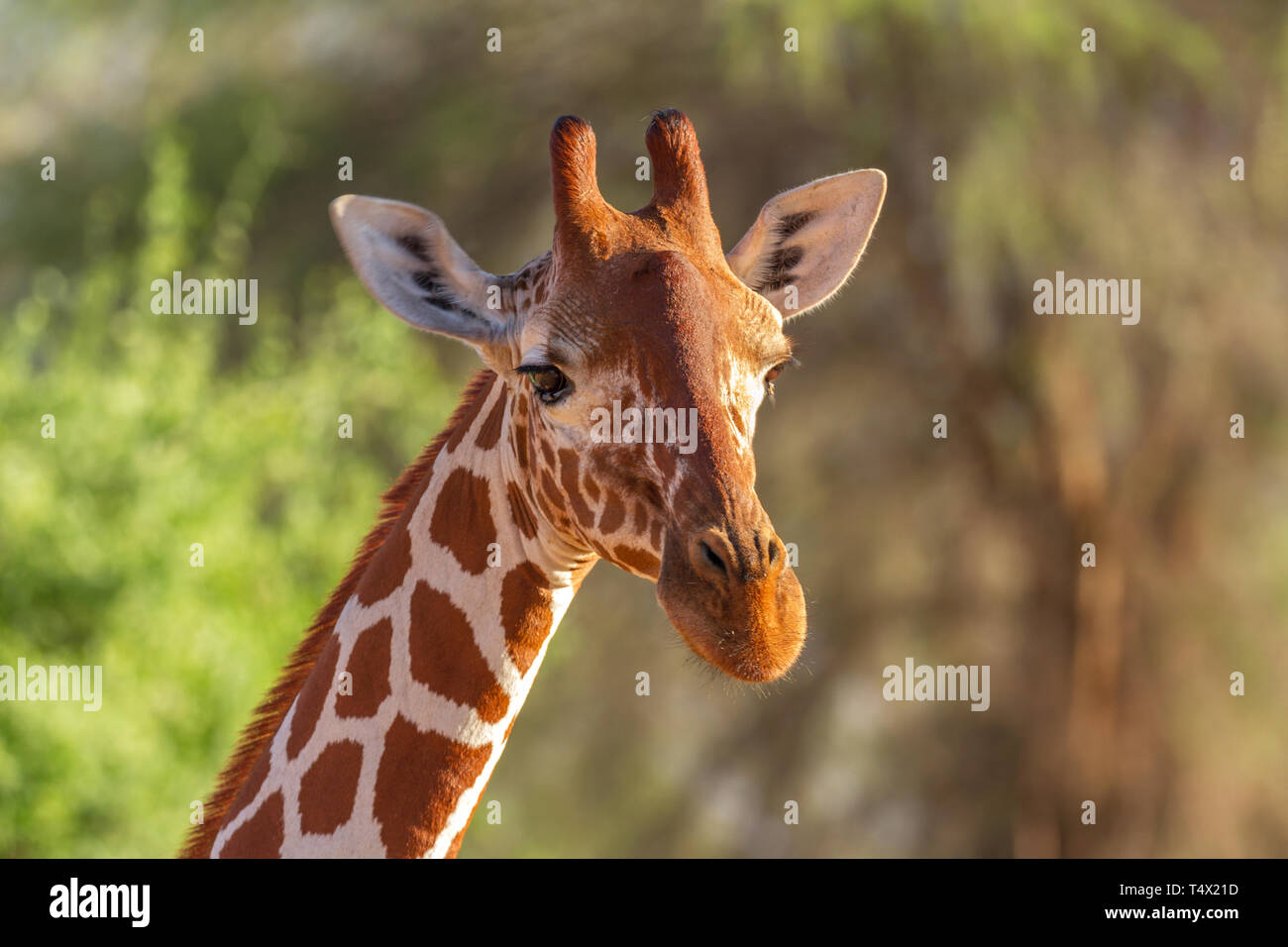 Les Girafes Giraffa camelopardalis reticulata réticulée de la réserve nationale de Samburu, Kenya Afrique de l'Est Banque D'Images