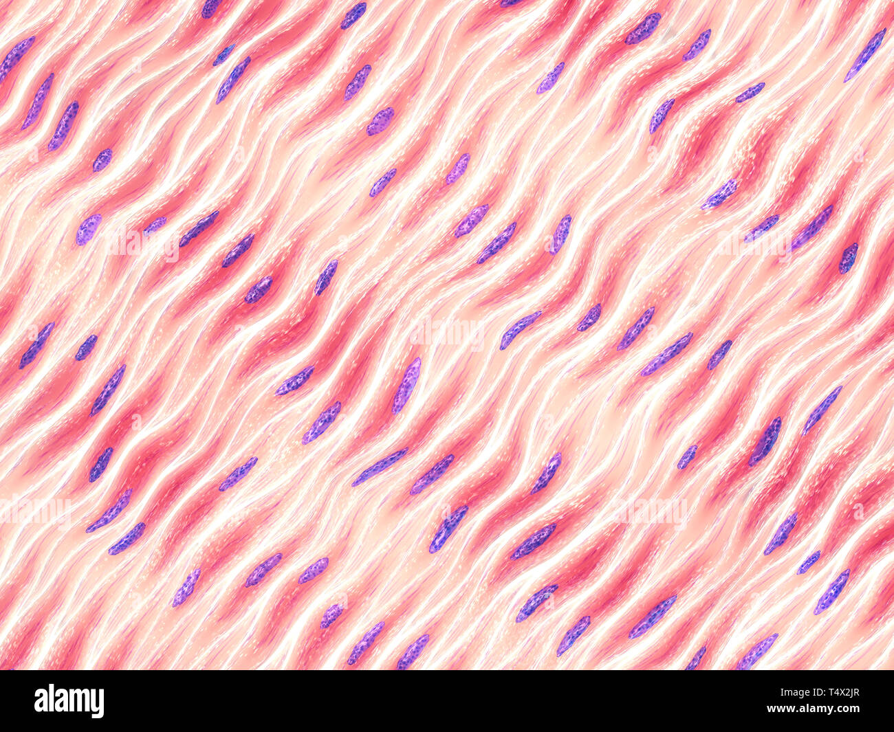 Myocytes, Groupe de cellules musculaires lisses Banque D'Images
