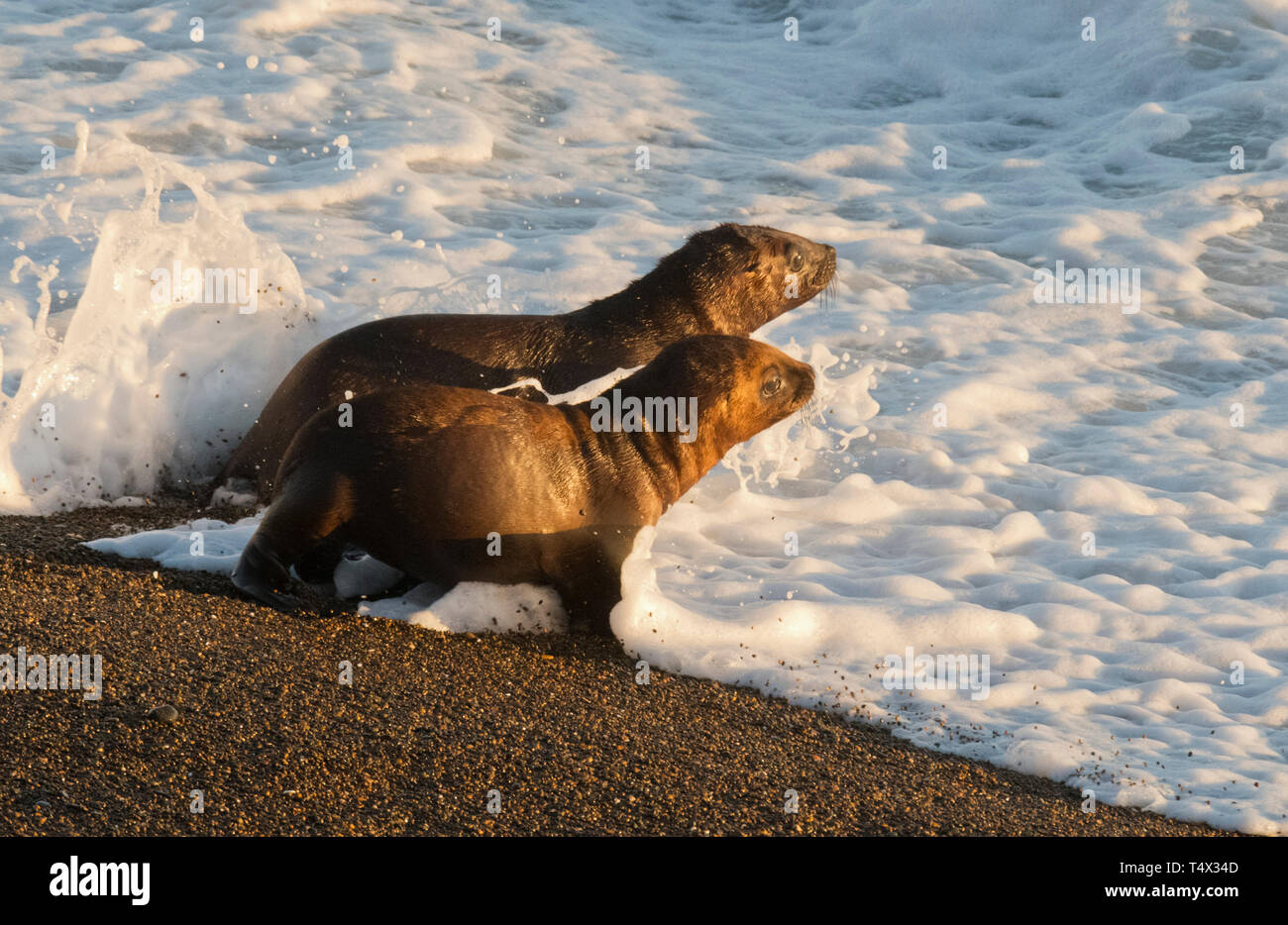 Les petits lions de mer d'Amérique du Sud, (Otaria flavescens) La Péninsule de Valdès, Patagonie, Argentine Banque D'Images