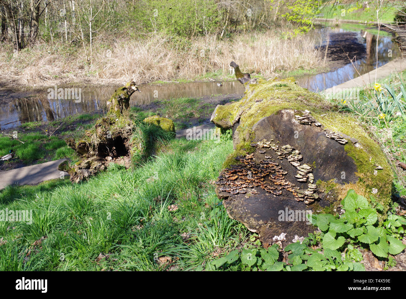 Les forêts du parc de Castlemilk traversent le cœur de Castlemilk et sont un grand endroit à visiter ; c'est un lieu qui est riche en histoire. Banque D'Images