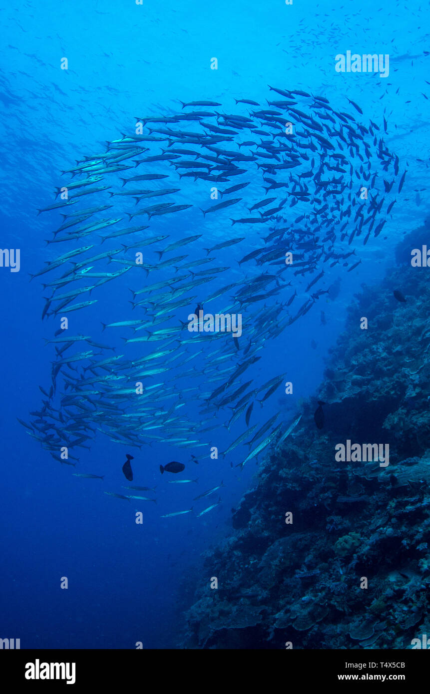 Scolarité près de récif Barracuda Banque D'Images