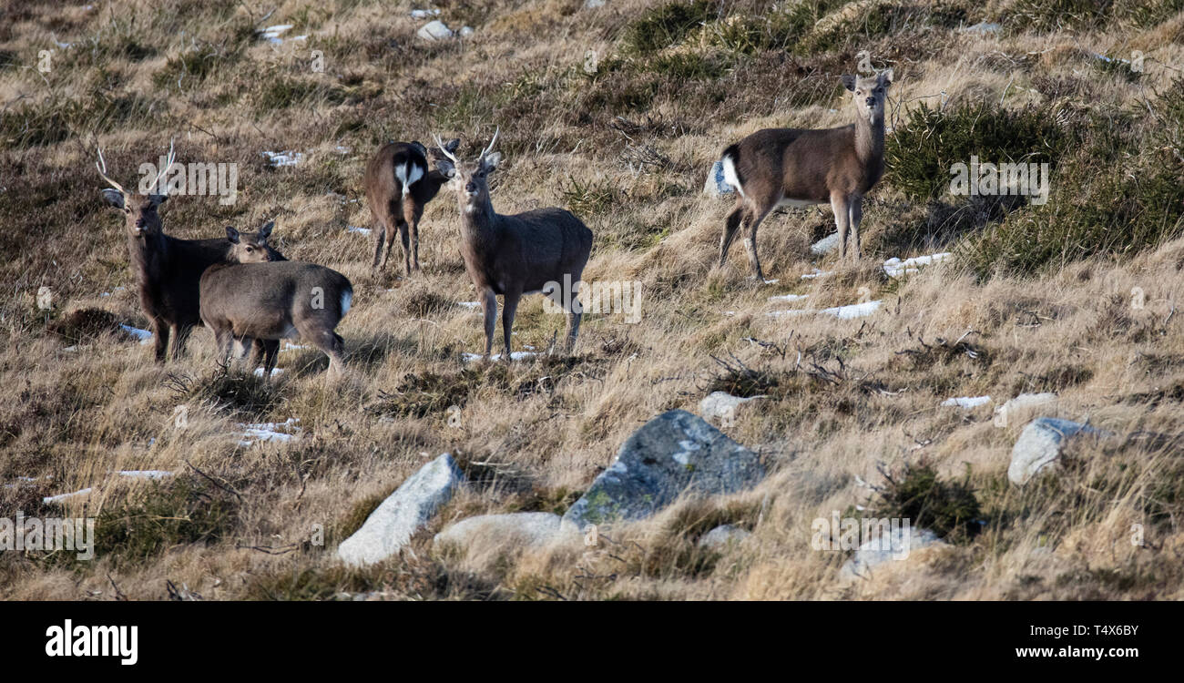 Cerfs sauvages, haut sur les montagnes de Wicklow, Irlande.. Photo : Eamonn Farrell/RollingNews.ie Banque D'Images