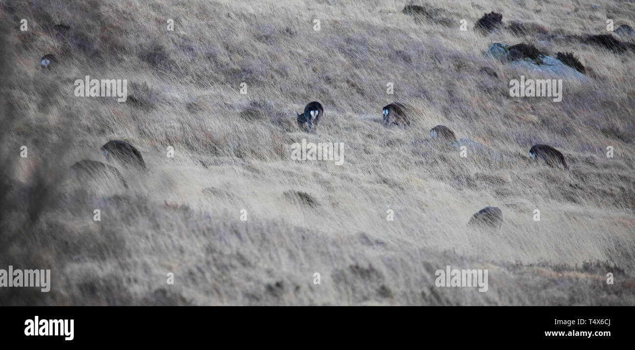 Cerfs sauvages, haut sur les montagnes de Wicklow, Irlande.. Photo : Eamonn Farrell/RollingNews.ie Banque D'Images
