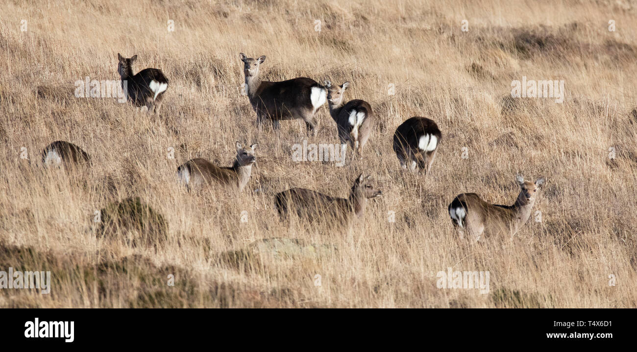 Cerfs sauvages, haut sur les montagnes de Wicklow, Irlande.. Photo : Eamonn Farrell/RollingNews.ie Banque D'Images