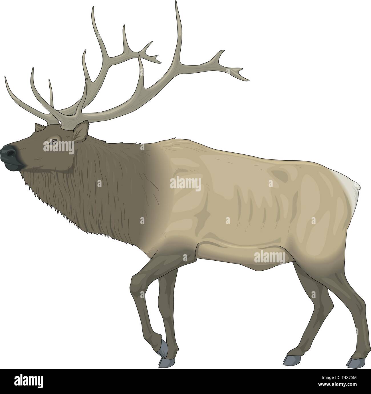 Illustration vecteur permanent Elk Illustration de Vecteur